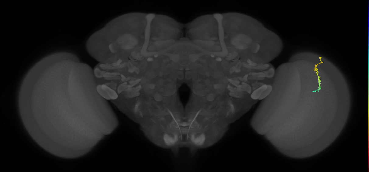 Dm3c_R (JRC_OpticLobe:141272)