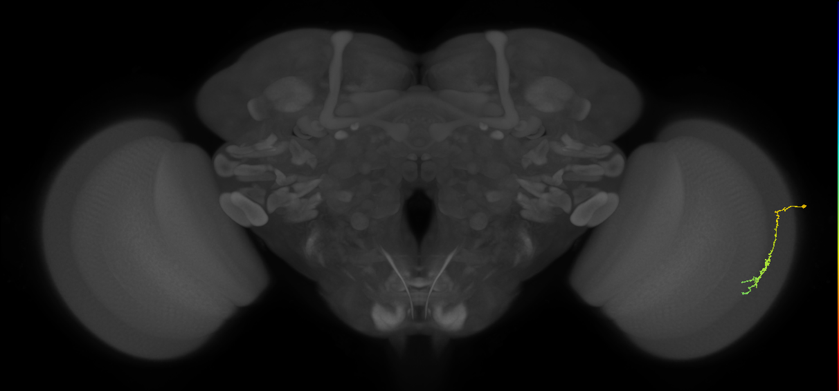 Dm3c_R (JRC_OpticLobe:116519)