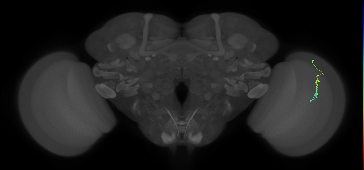 Dm3c_R (JRC_OpticLobe:135998)
