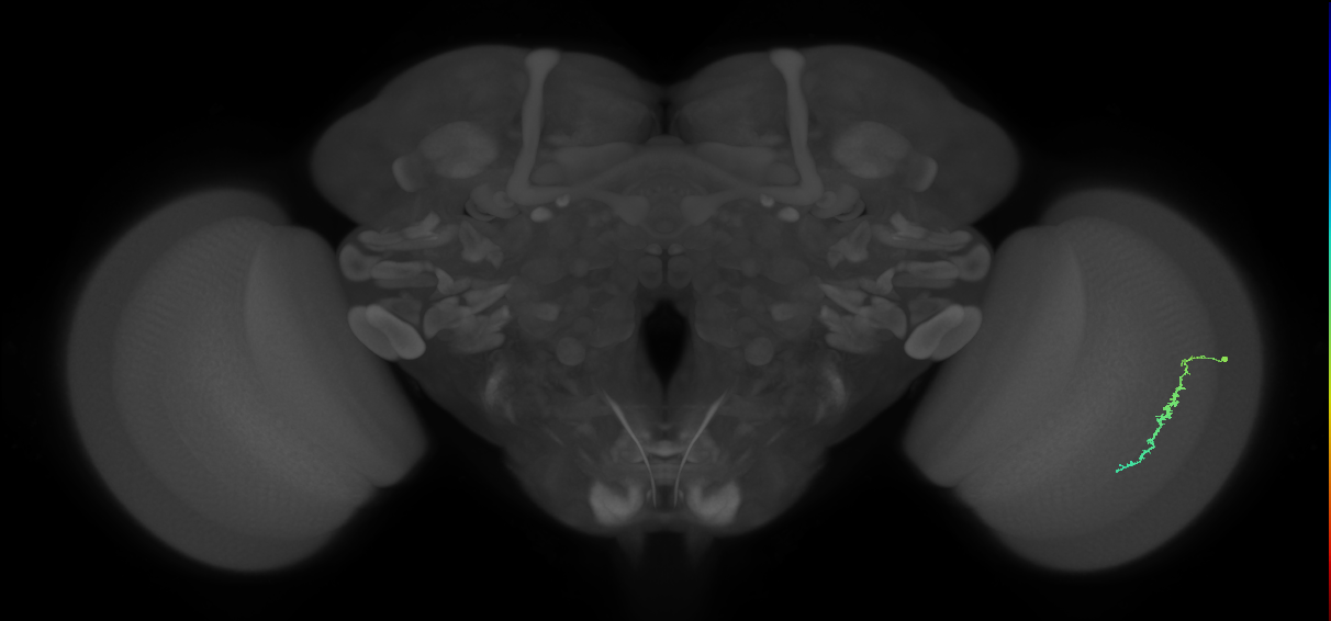 Dm3c_R (JRC_OpticLobe:125935)