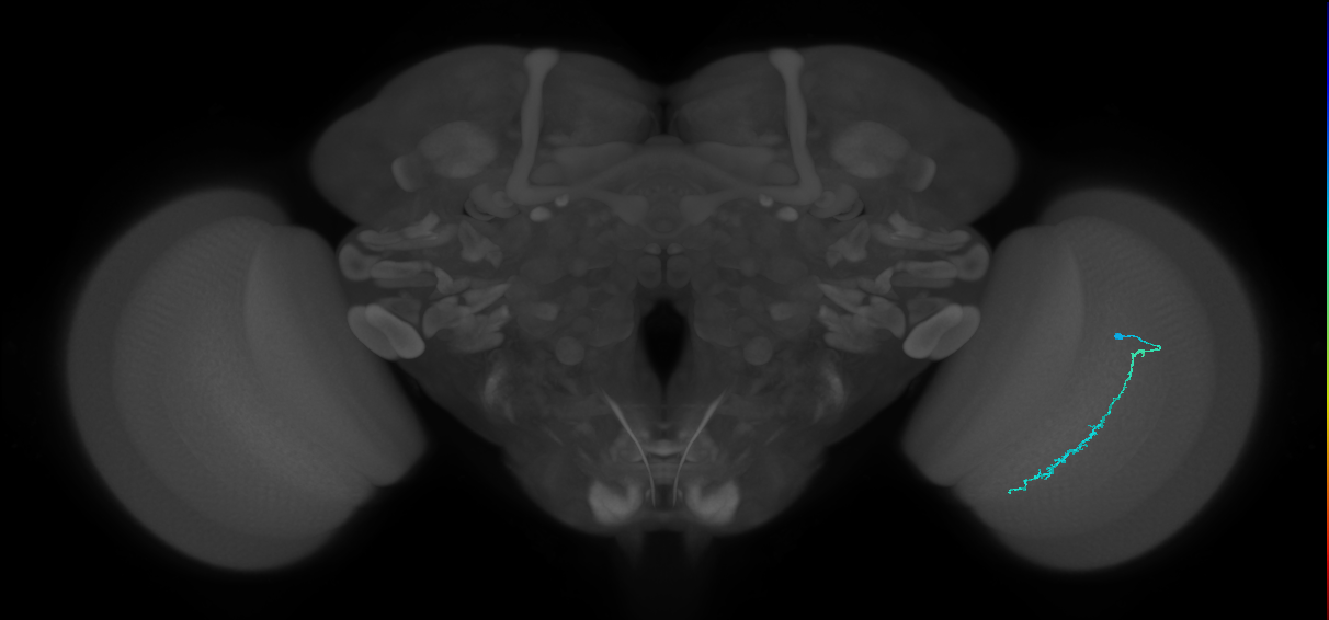 Dm3c_R (JRC_OpticLobe:138697)