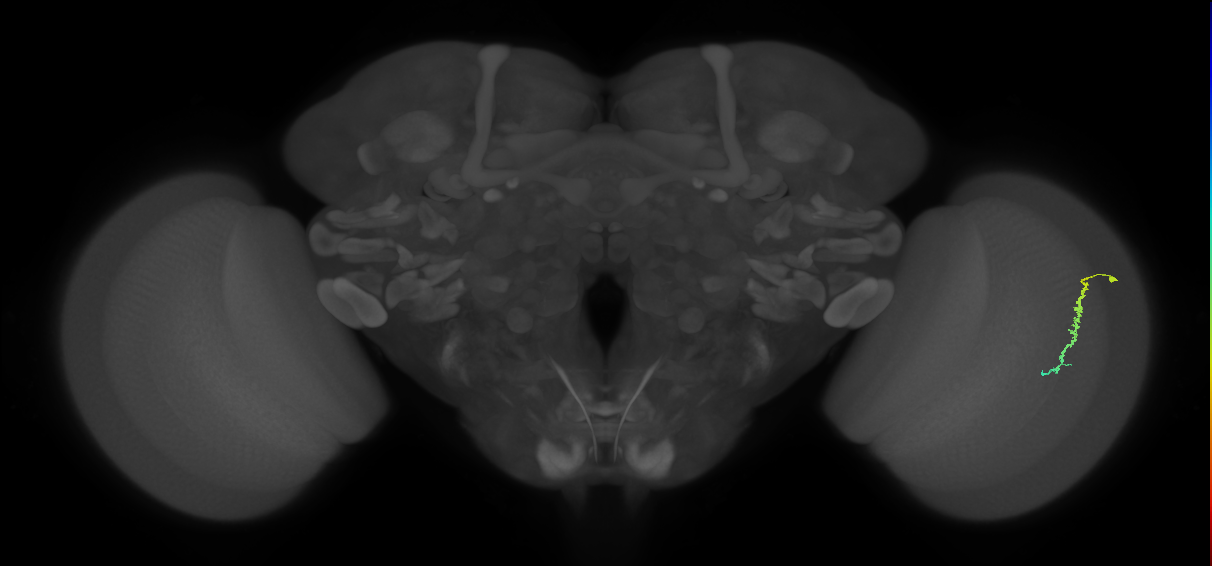 Dm3c_R (JRC_OpticLobe:125159)