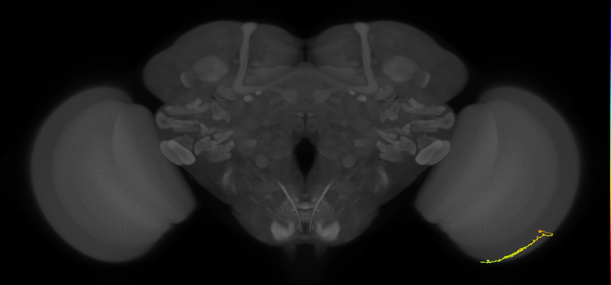 Dm3c_R (JRC_OpticLobe:124773)