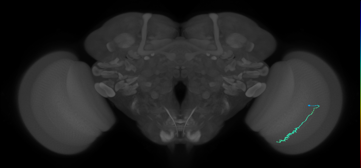 Dm3c_R (JRC_OpticLobe:120821)