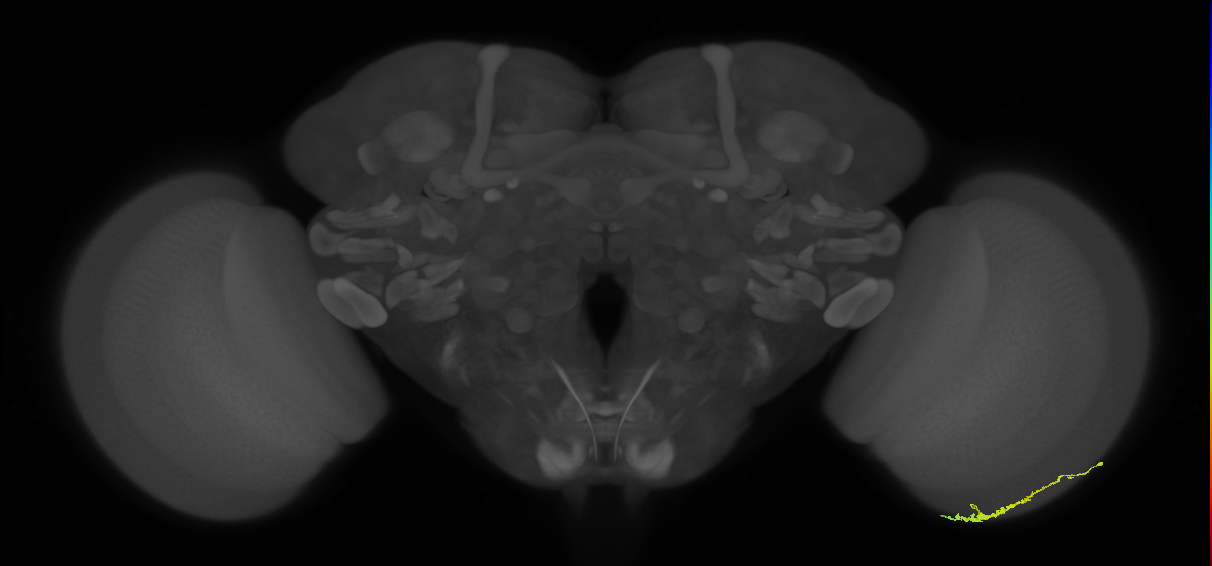 Dm3c_R (JRC_OpticLobe:99713)