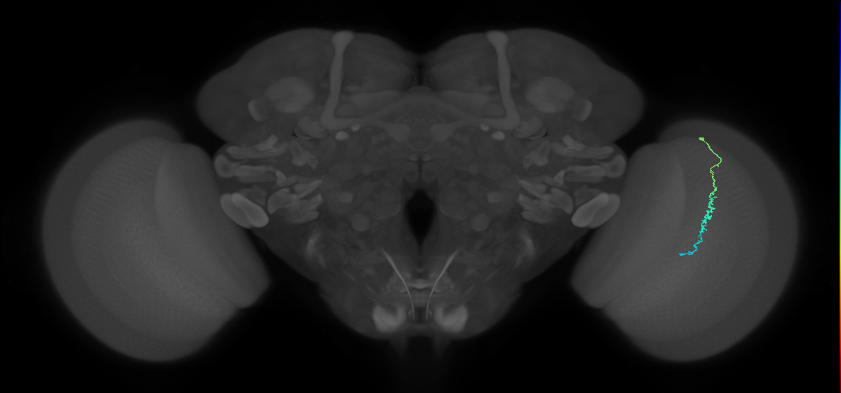 Dm3c_R (JRC_OpticLobe:142771)