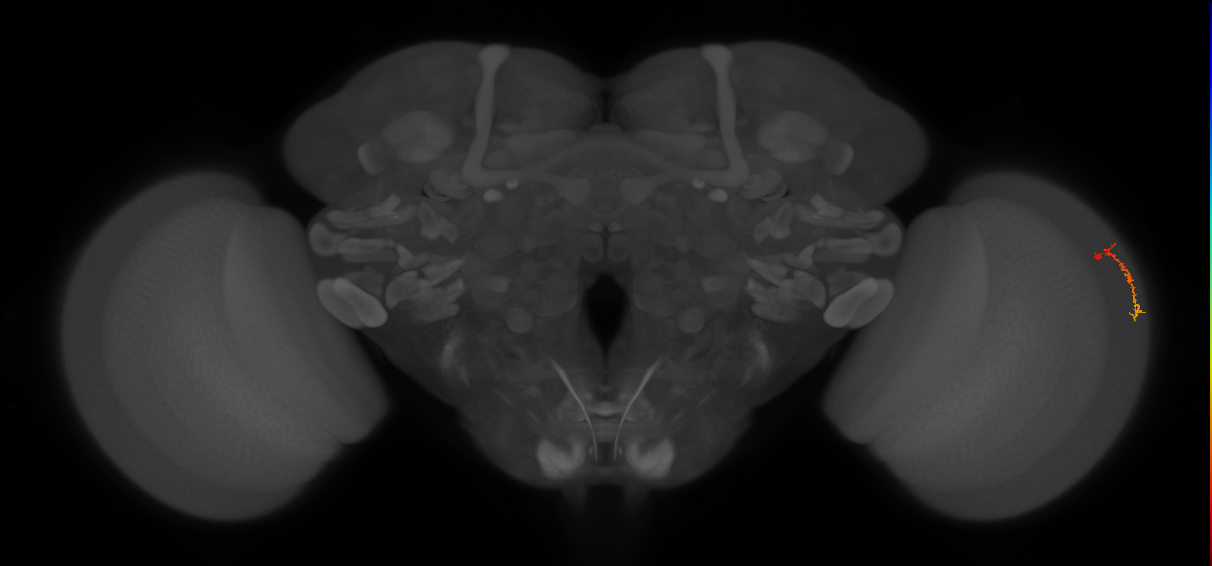 Dm3c_R (JRC_OpticLobe:148664)