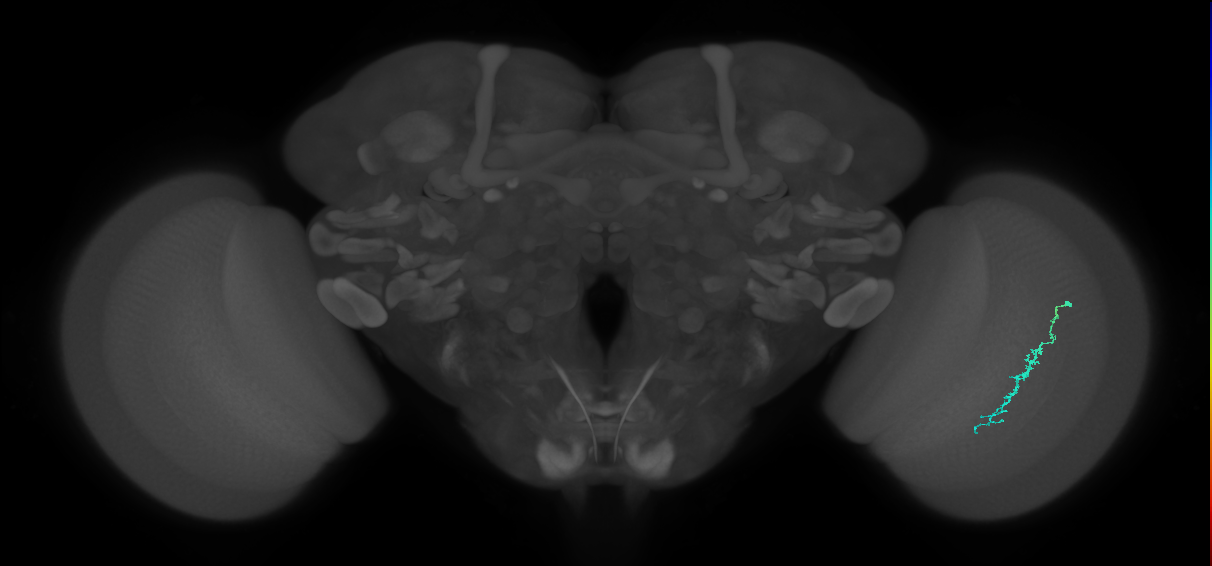 Dm3c_R (JRC_OpticLobe:131824)