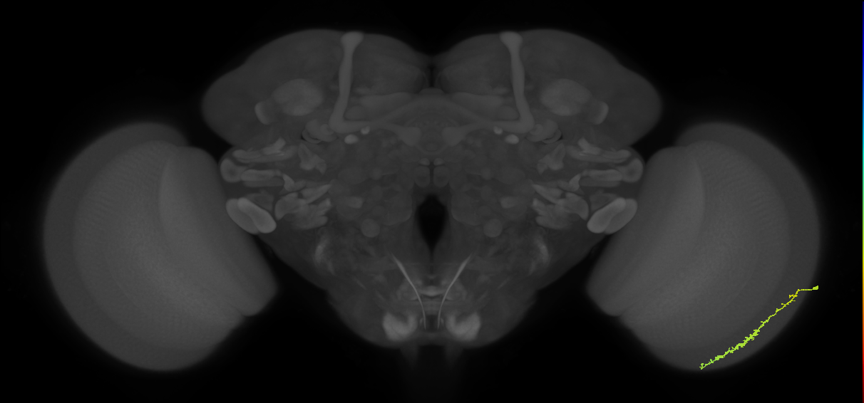 Dm3c_R (JRC_OpticLobe:98342)