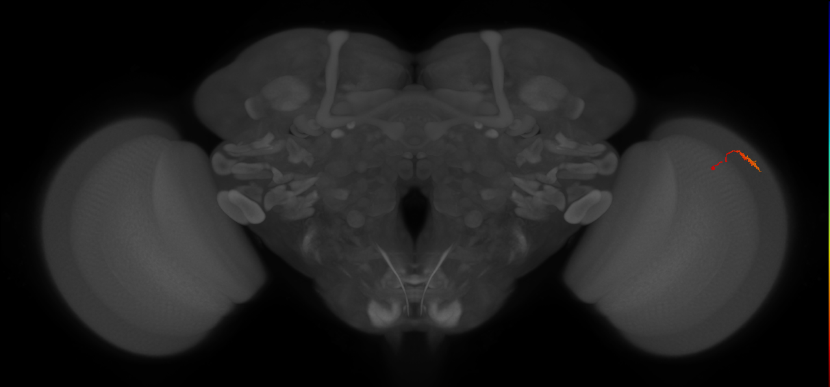Dm3c_R (JRC_OpticLobe:146101)