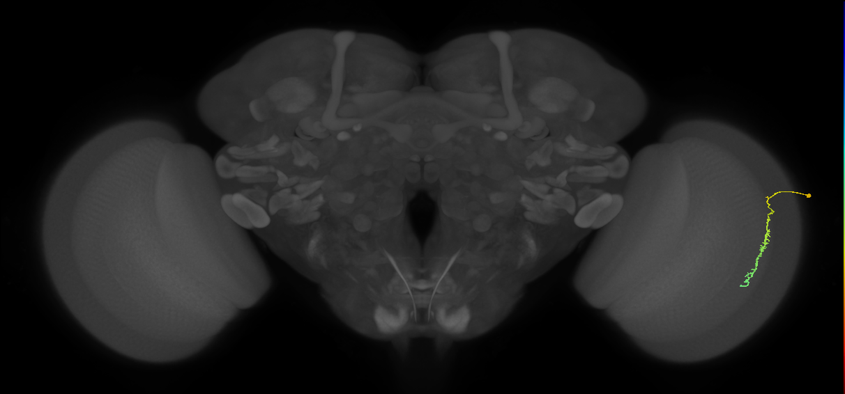 Dm3c_R (JRC_OpticLobe:119080)