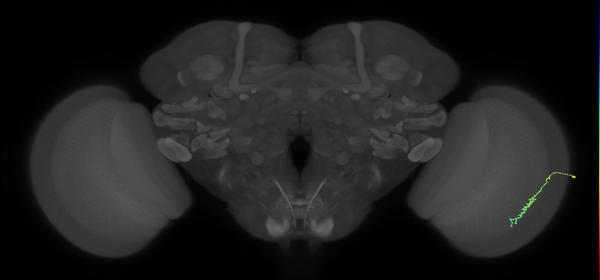 Dm3c_R (JRC_OpticLobe:164918)