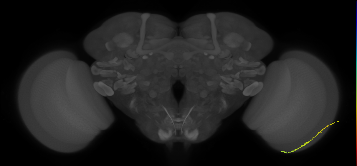 Dm3c_R (JRC_OpticLobe:114622)