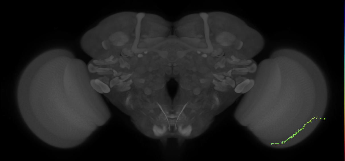 Dm3c_R (JRC_OpticLobe:80150)