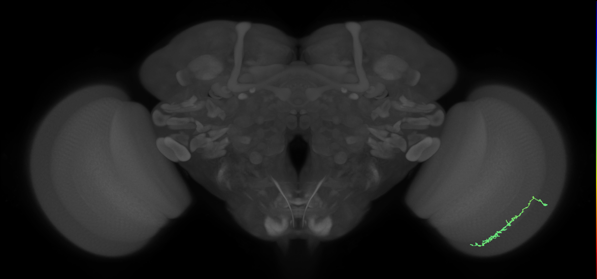 Dm3c_R (JRC_OpticLobe:105530)