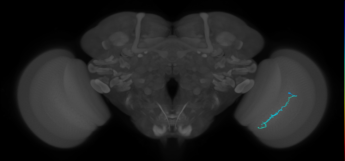 Dm3c_R (JRC_OpticLobe:137888)