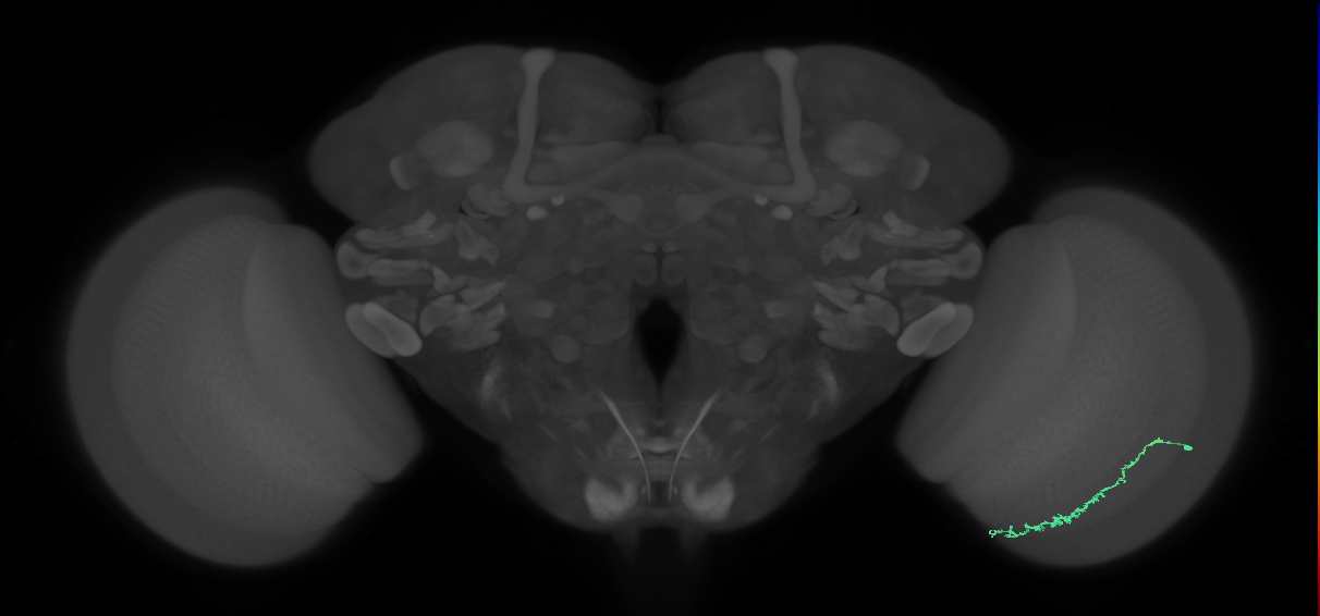 Dm3c_R (JRC_OpticLobe:149893)