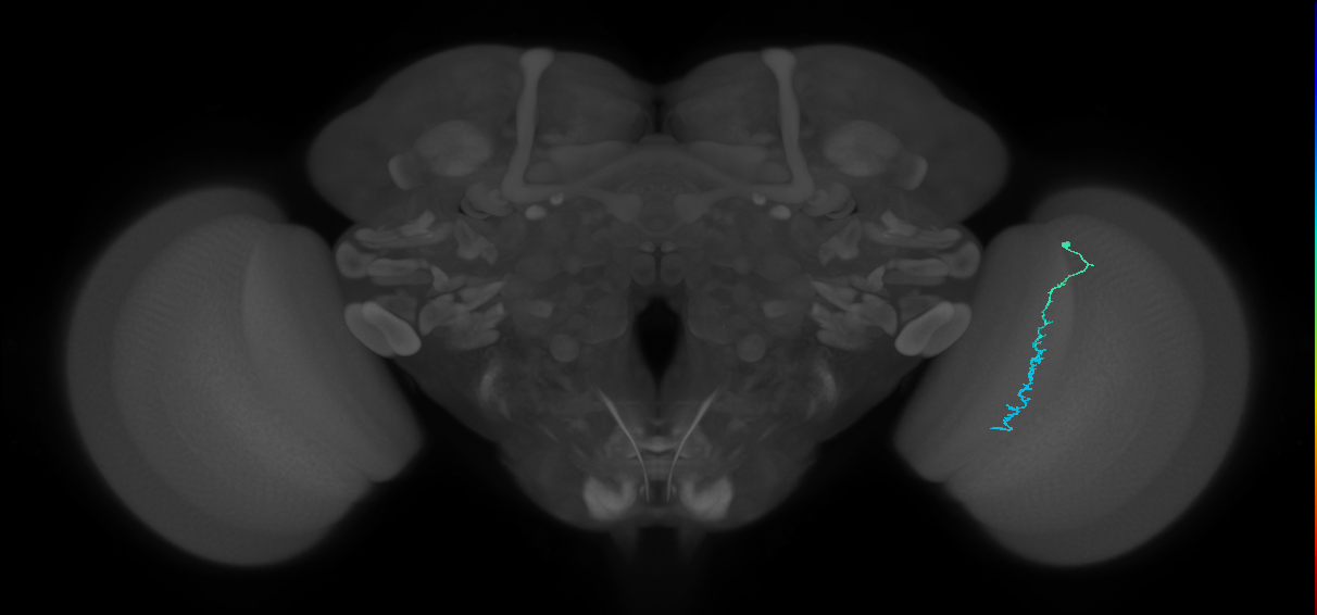 Dm3c_R (JRC_OpticLobe:158146)