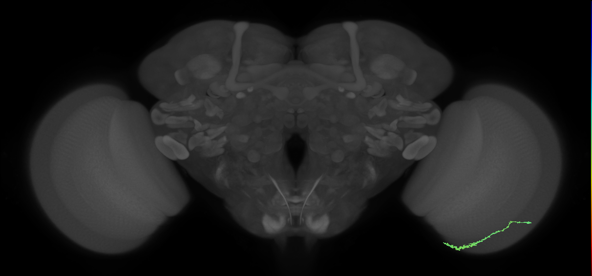 Dm3c_R (JRC_OpticLobe:124141)