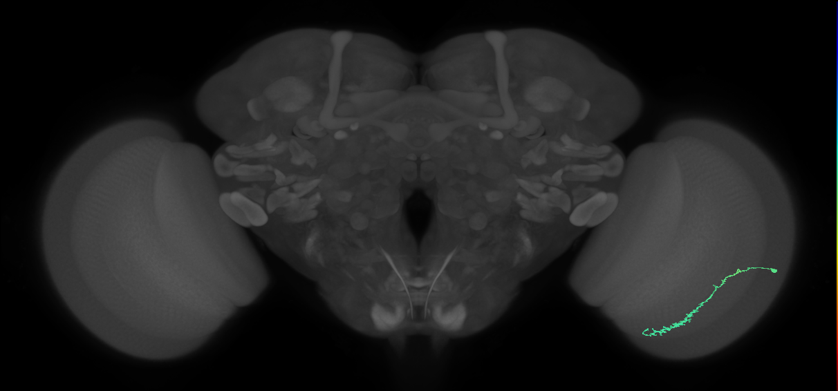 Dm3c_R (JRC_OpticLobe:103300)