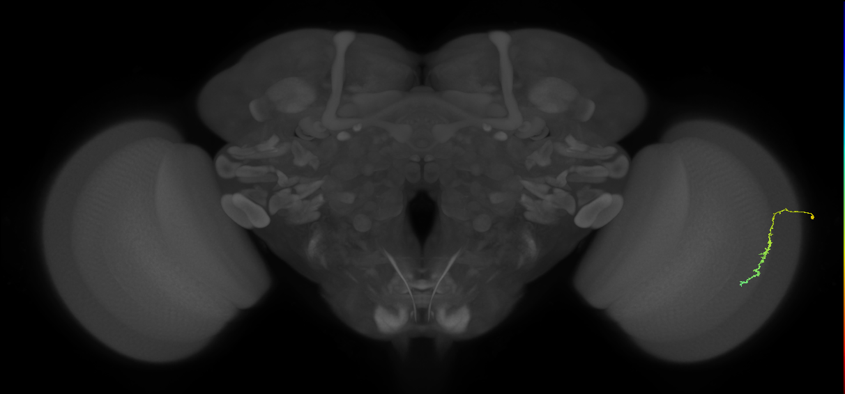 Dm3c_R (JRC_OpticLobe:180375)