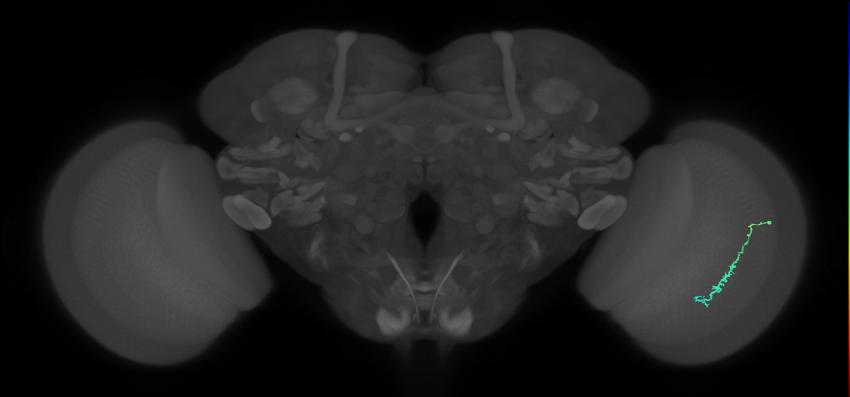 Dm3c_R (JRC_OpticLobe:111299)
