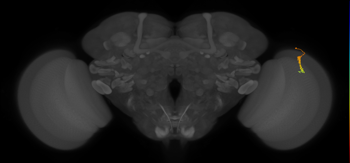 Dm3c_R (JRC_OpticLobe:147054)