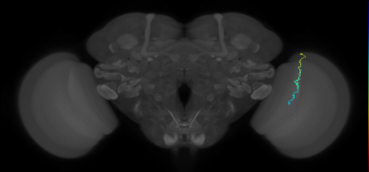 Dm3c_R (JRC_OpticLobe:157608)