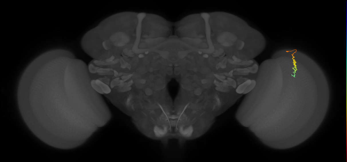 Dm3c_R (JRC_OpticLobe:148018)