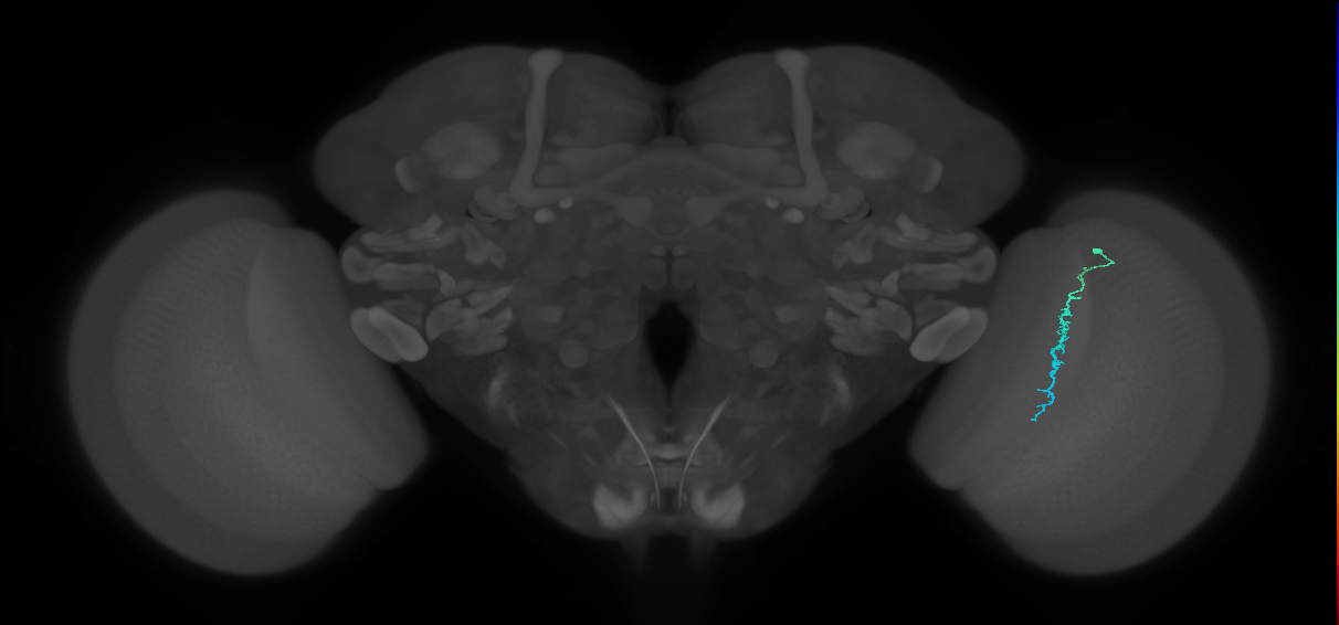 Dm3c_R (JRC_OpticLobe:155704)