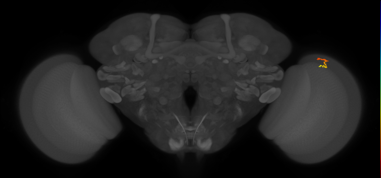 Dm3c_R (JRC_OpticLobe:135094)