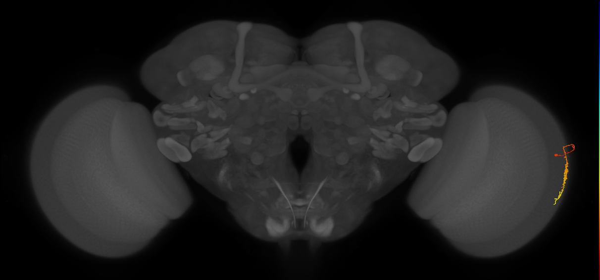 Dm3c_R (JRC_OpticLobe:111718)