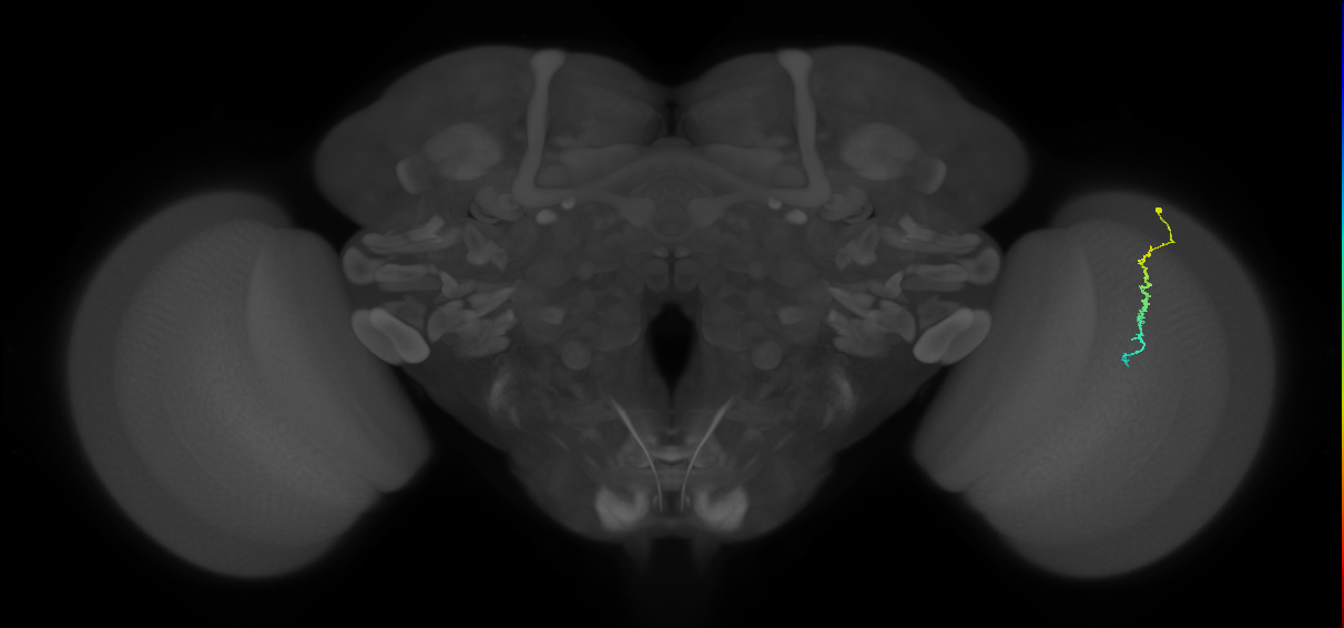 Dm3c_R (JRC_OpticLobe:145185)
