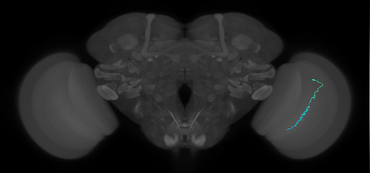 Dm3c_R (JRC_OpticLobe:191792)
