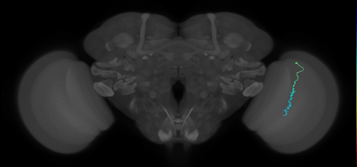 Dm3c_R (JRC_OpticLobe:161683)