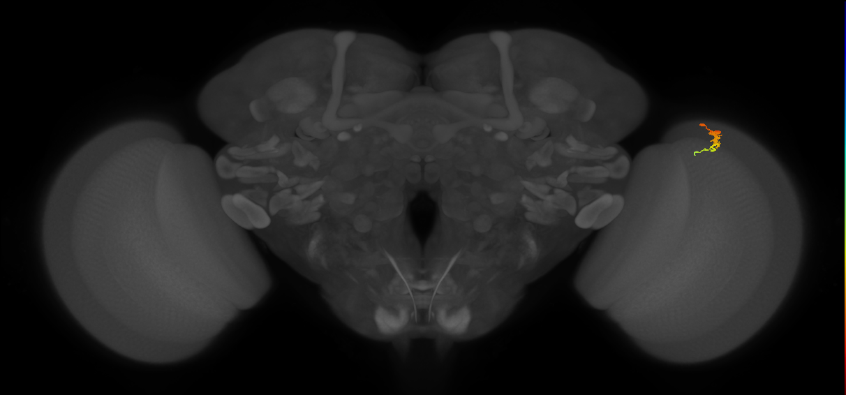 Dm3c_R (JRC_OpticLobe:136615)