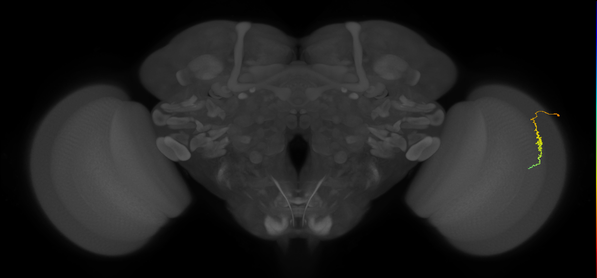 Dm3c_R (JRC_OpticLobe:131851)