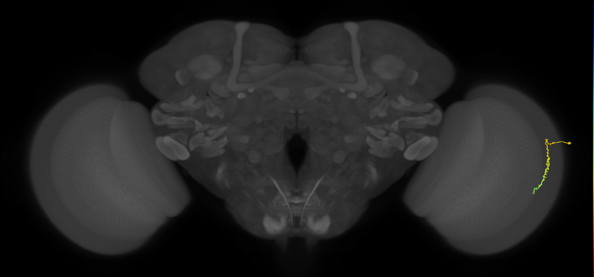 Dm3c_R (JRC_OpticLobe:126509)