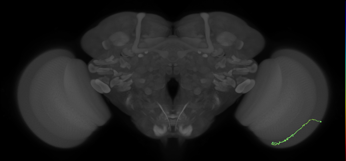 Dm3c_R (JRC_OpticLobe:125979)