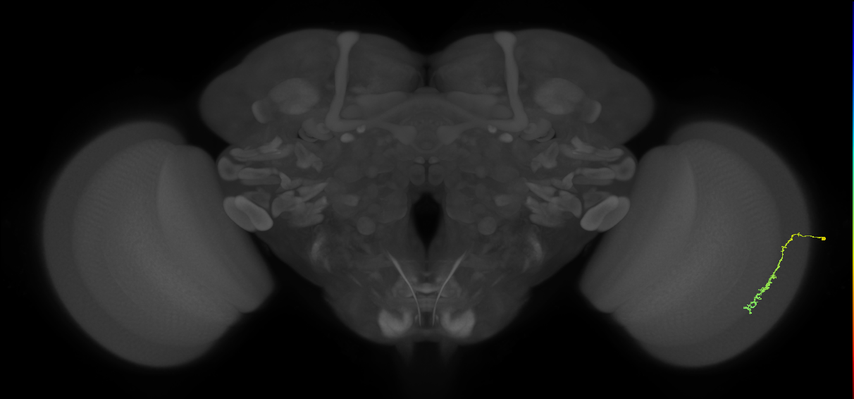 Dm3c_R (JRC_OpticLobe:151273)