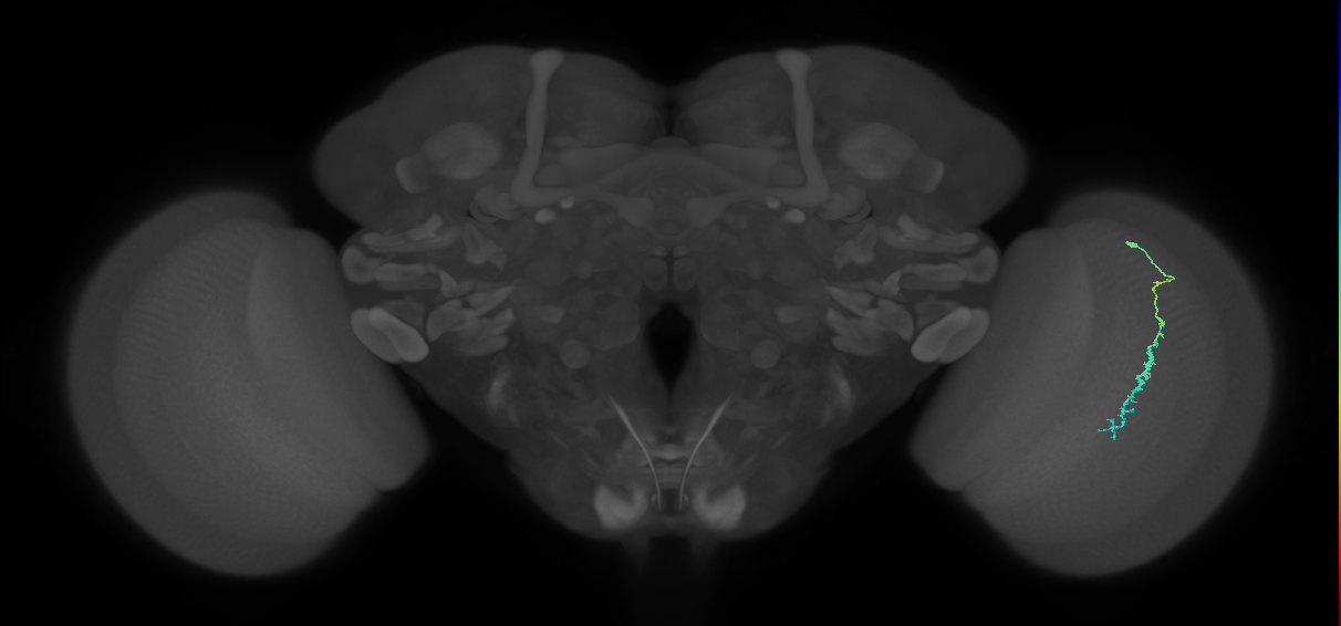 Dm3c_R (JRC_OpticLobe:123206)