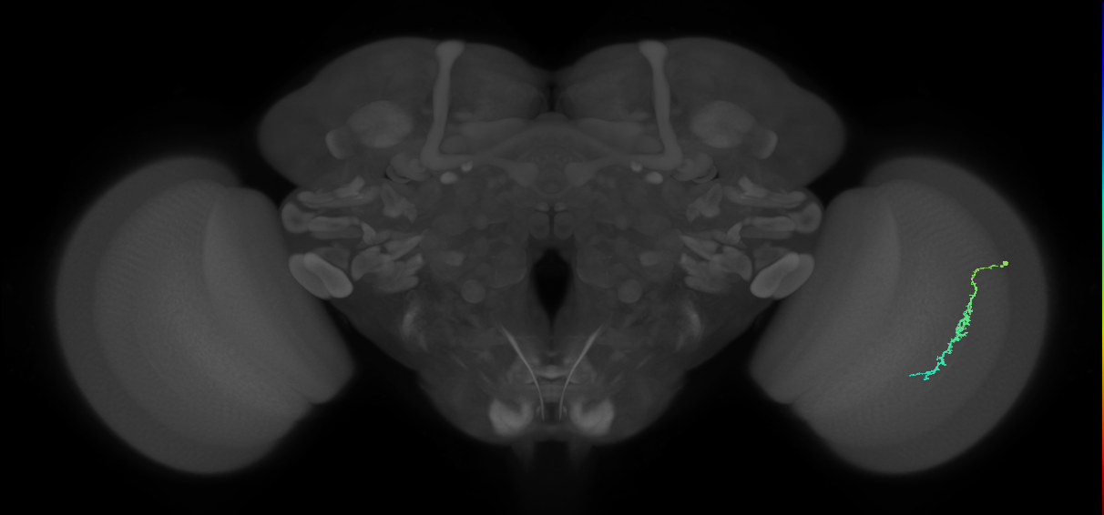 Dm3c_R (JRC_OpticLobe:109223)