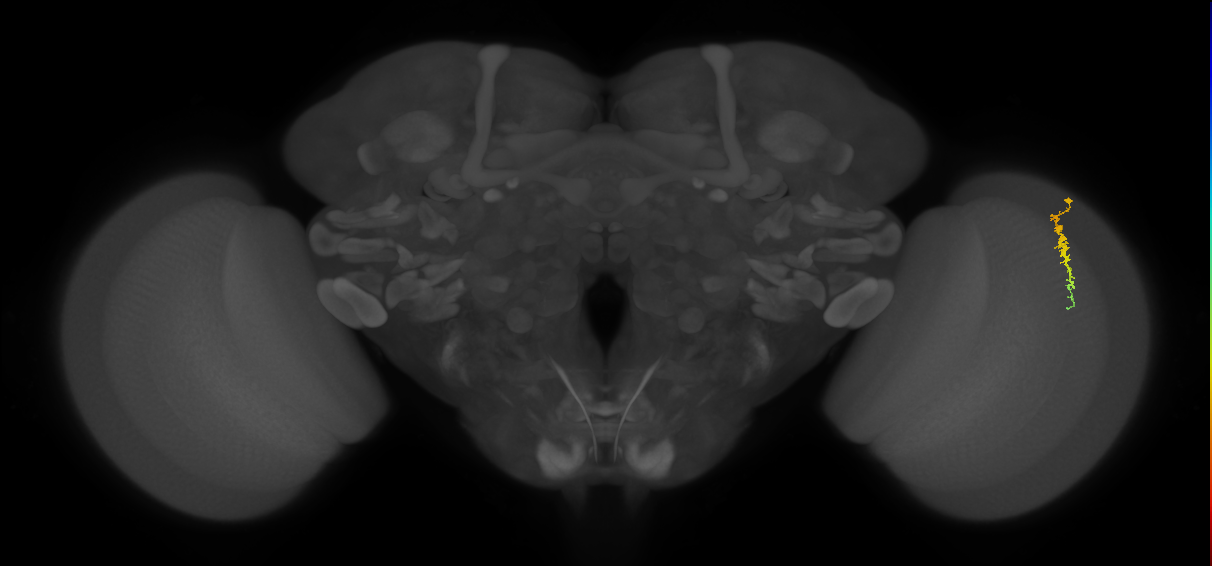 Dm3c_R (JRC_OpticLobe:142248)