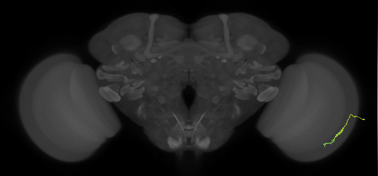 Dm3c_R (JRC_OpticLobe:146510)