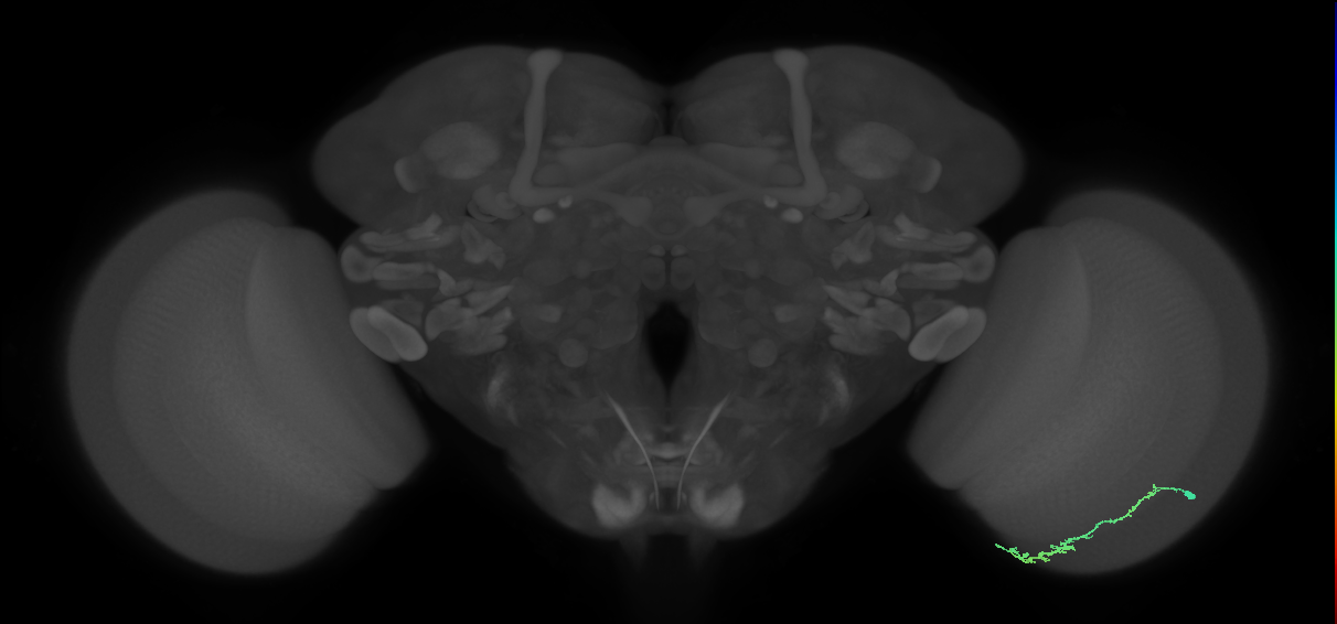 Dm3c_R (JRC_OpticLobe:115531)