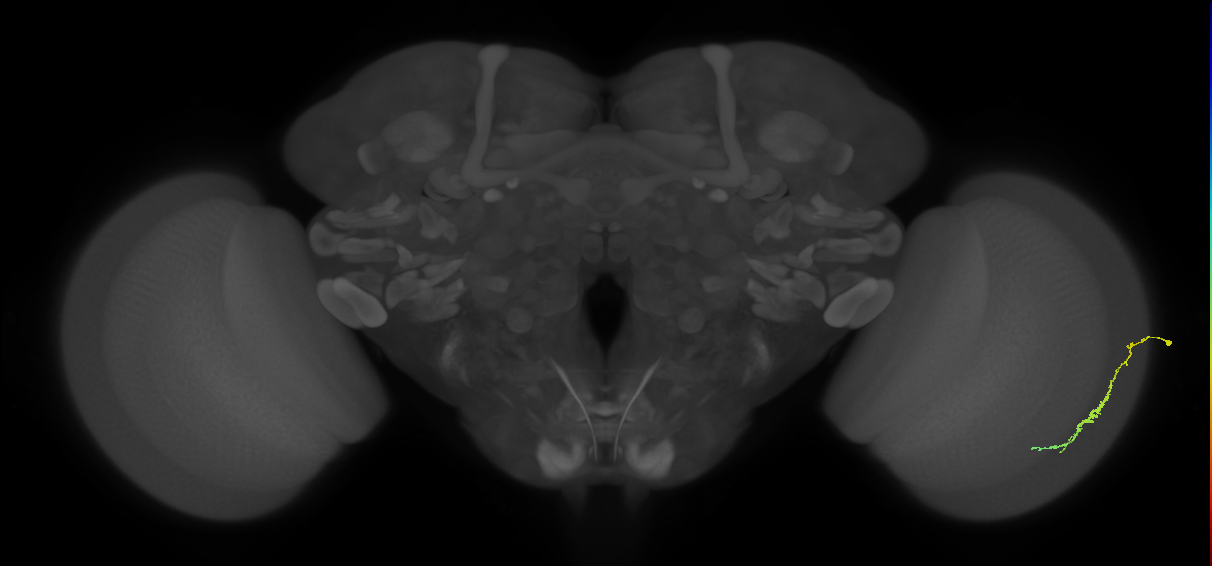 Dm3c_R (JRC_OpticLobe:97995)