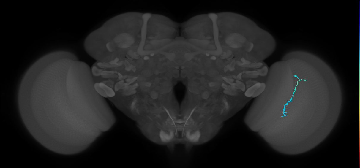 Dm3c_R (JRC_OpticLobe:155590)