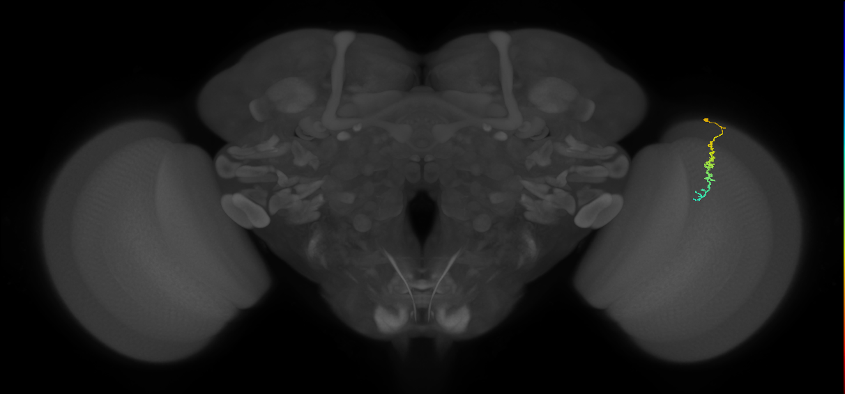 Dm3c_R (JRC_OpticLobe:194259)
