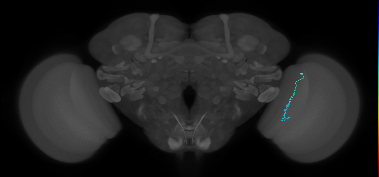 Dm3c_R (JRC_OpticLobe:169662)
