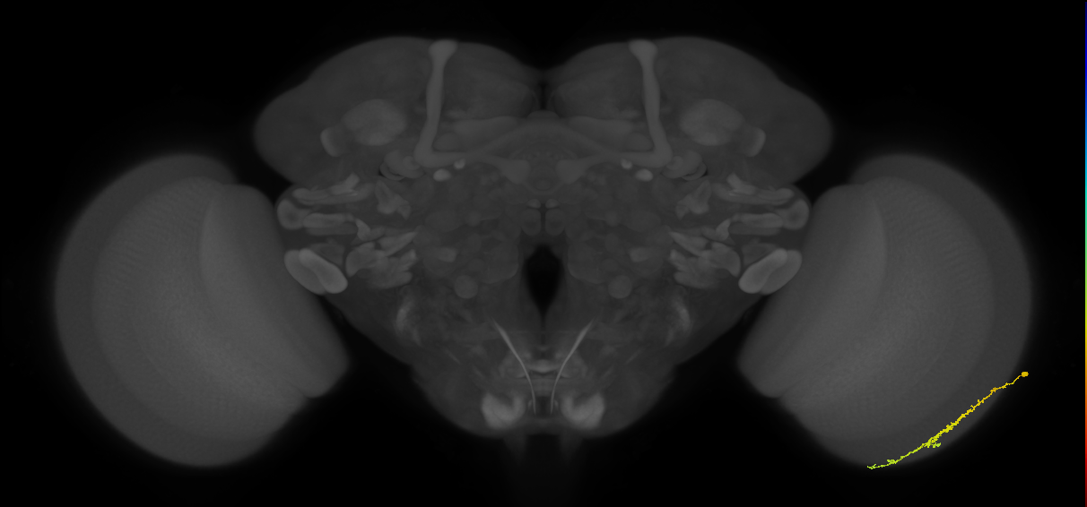 Dm3c_R (JRC_OpticLobe:108621)